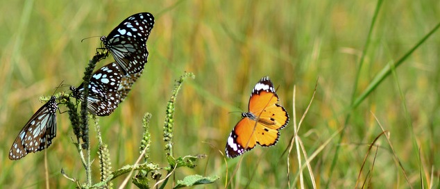 Biodiversity – Beyond Forests, in our Backyard